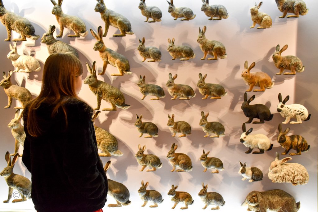 🏛️ 생물다양성 갤러리 (갈레리아 다 비오디베르시다드)